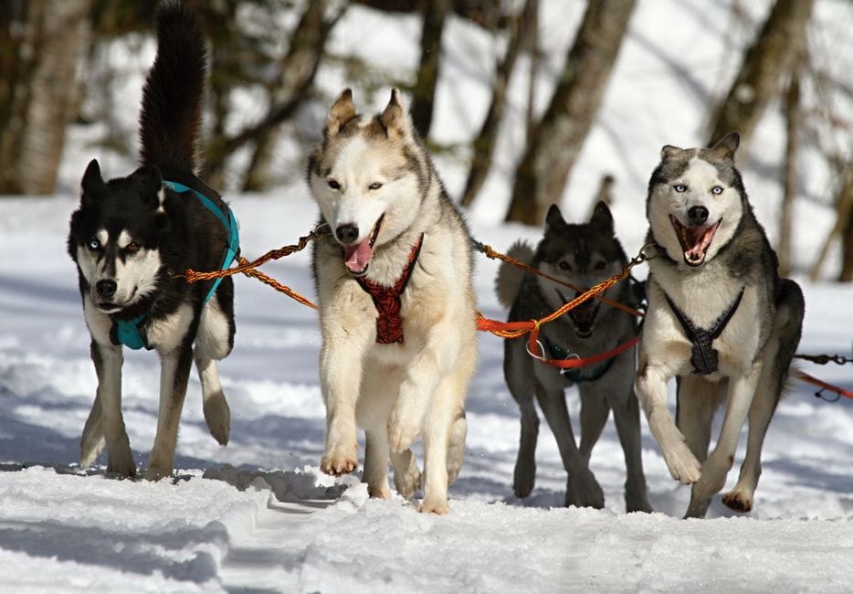 Winter in Lappland: Hundeschlitten, Kälte, Geduld