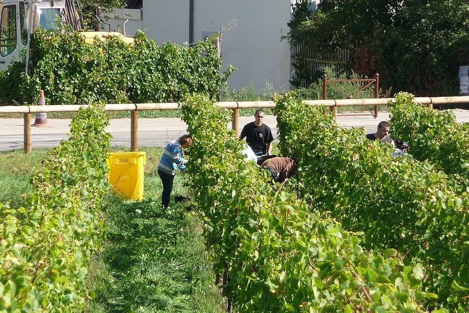 Elsass im September: Weinlese an der Route des Vins fernab der Touristenbusse