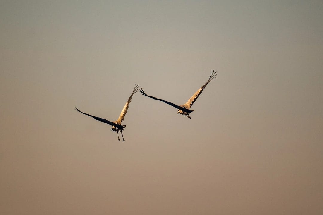 Masuren im September: Wenn die Segelsaison endet und die Kraniche sich sammeln
