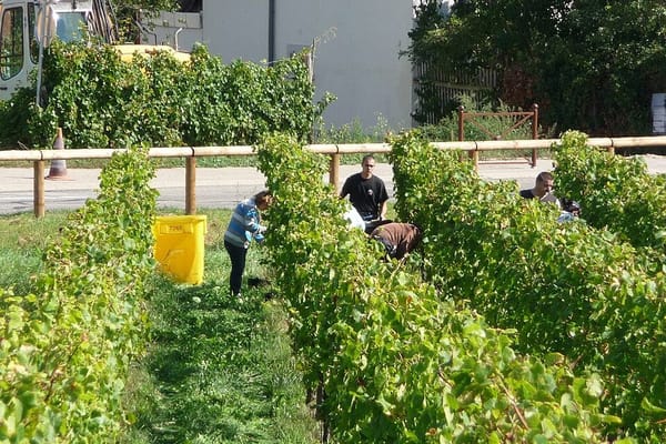Elsass im September: Weinlese an der Route des Vins fernab der Touristenbusse
