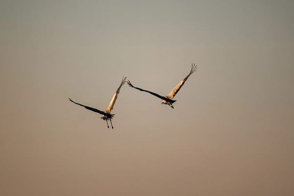 Masuren im September: Wenn die Segelsaison endet und die Kraniche sich sammeln